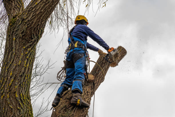 How Our Tree Care Process Works  in  Bull Mountain, OR
